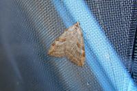 Aplocera efformata/plagiata