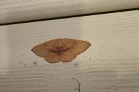 Cyclophora puppillaria