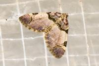 Anticlea derivata