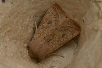 Orthosia gracilis