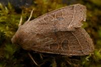 Orthosia cerasi