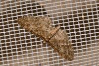 Eupithecia abbreviata