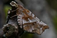 Selenia dentaria