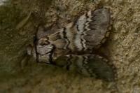Drymonia ruficornis
