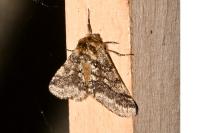 Lycia hirtaria