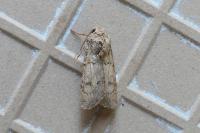 Agrotis trux