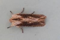 Egira conspicillaris