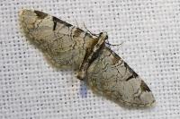 Eupithecia insigniata