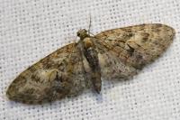Eupithecia abbreviata