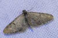 Eupithecia indigata