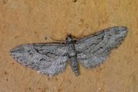 Eupithecia oxycedrata
