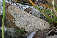 Scopula marginepunctata