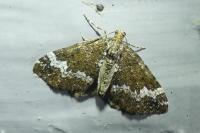 Perizoma alchemillata