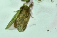 Peridea anceps
