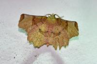 Selenia lunularia