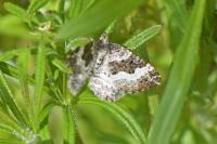 Epirrhoe alternata