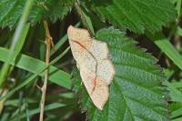 Cyclophora punctaria