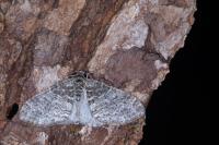 Lobophora halterata