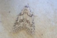 Nola cicatricalis
