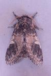 Notodonta tritophus