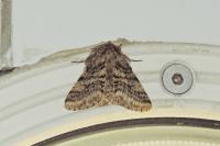 Lycia hirtaria