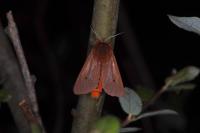 Phragmatobia fuliginosa