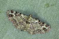Pasiphila rectangulata