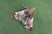 Pyralis lienigialis