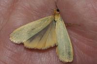 Indalia pygmaeola pallifrons