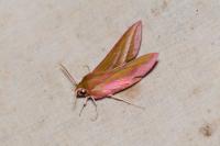 Deilephila elpenor