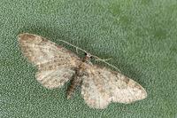 Eupithecia vulgata
