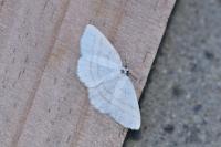 Cabera pusaria