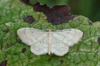 Idaea politaria
