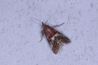 Acrobasis marmorea