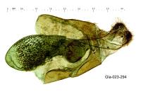 Epilobophora sabinata