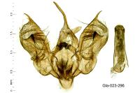 Epirrhoe galiata