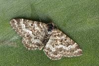 Epirrhoe pupillata
