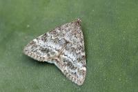 Evergestis sophialis