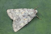 Dichagyris renigera renigera