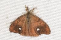Orgyia antiqua