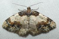 Ligdia adustata