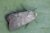 Rhyacia helvetina helvetina