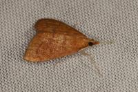 Anania testacealis