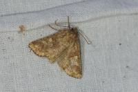 Conisania luteago olbiena