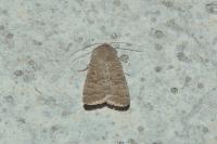 Hoplodrina ambigua