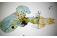 Hoplodrina ambigua