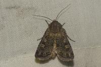 Euxoa eruta/nigrofusca/tritici