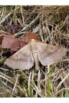 Crocallis dardoinaria