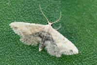 Araeopteron ecphaea