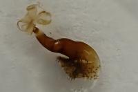 Scotopteryx luridata